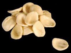 Orecchiette-Orecchiette-Barone d.o.o.